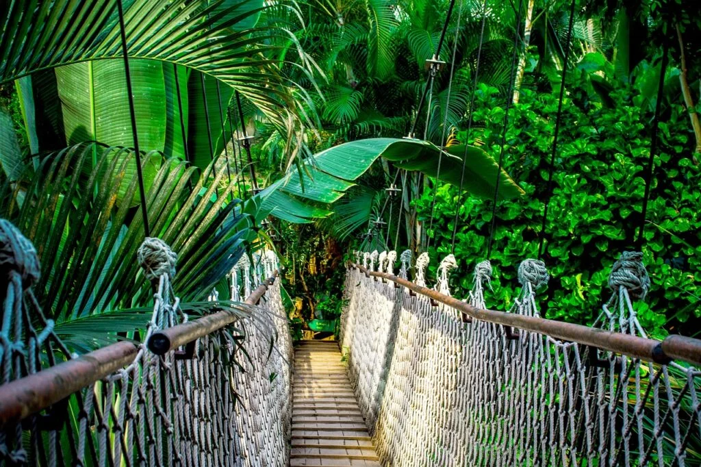 The Ultimate Guide to Exploring the Amazon Rainforest in Brazil