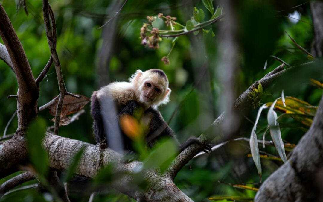 Explore the Exquisite Underwater World of Raja Ampat through Diving and Snorkeling