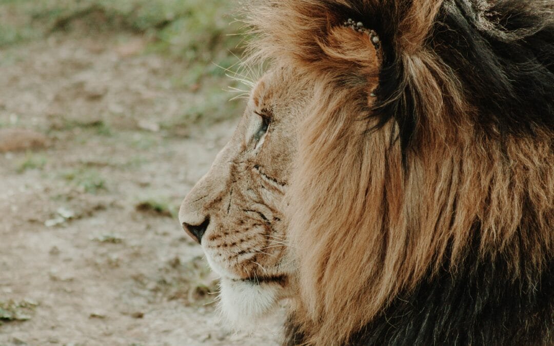 Exploring the Lion Safari Experience in Serengeti, Tanzania
