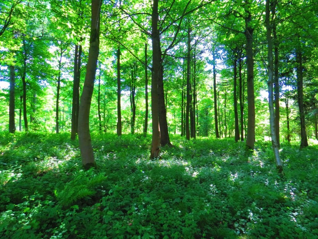 Discovering the Art of Forest Bathing While Traveling: A Guide