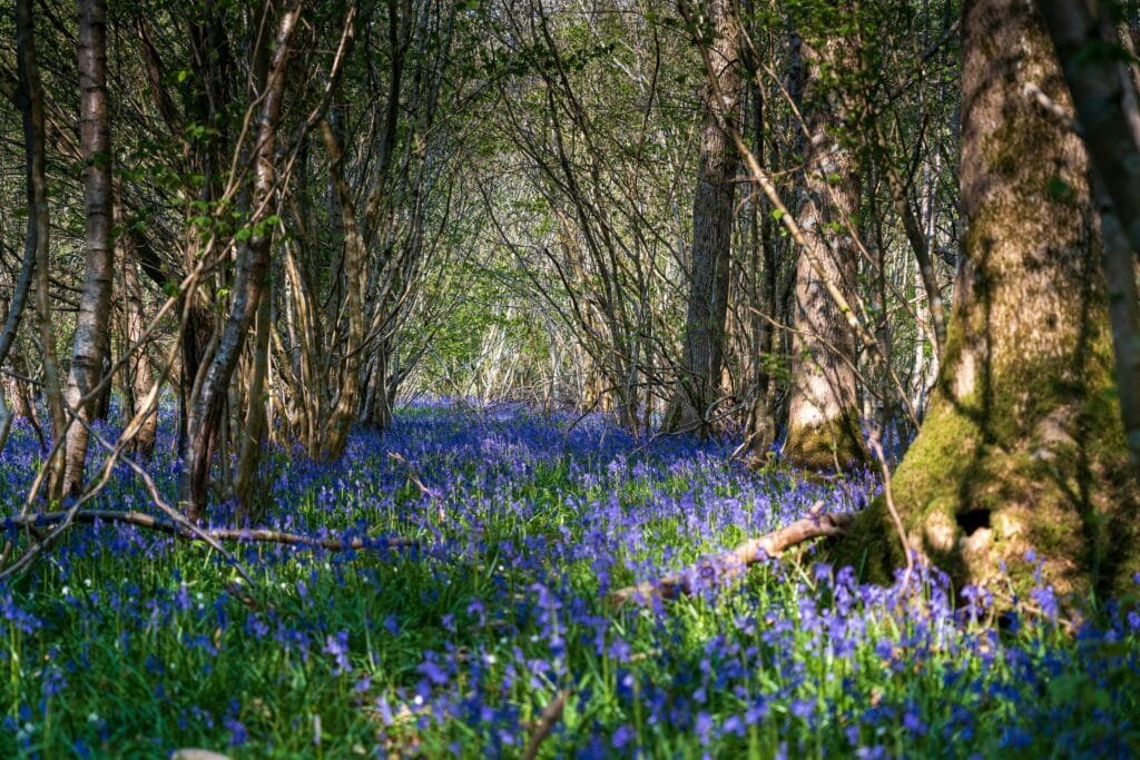 Discovering the Art of Forest Bathing While Traveling: A Guide