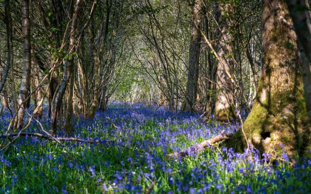 Discovering the Art of Forest Bathing While Traveling: A Guide