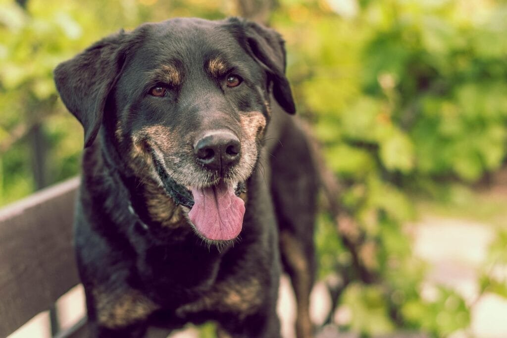 The Best Travel Destinations for Pet Owners: Where Adventure Awaits