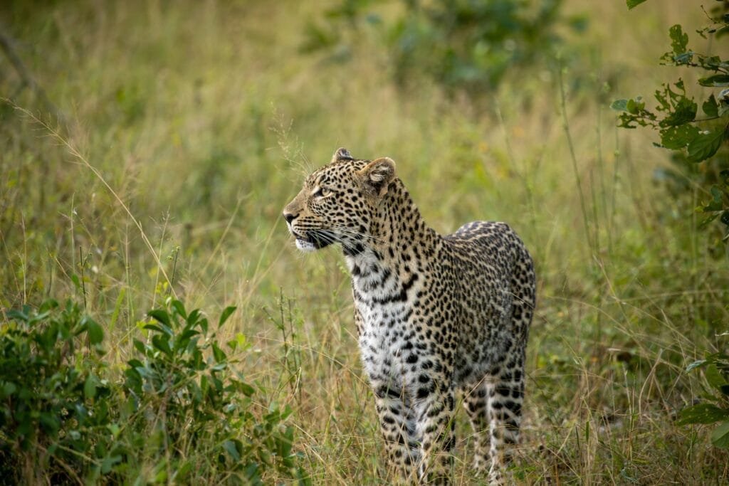 Unforgettable Wildlife Encounters in Exotic Locations: A Captivating Guide Unforgettable Wildlife Encounters in Exotic Locations: A Captivating Guide