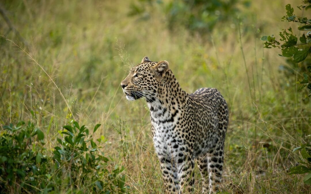 Unforgettable Wildlife Encounters in Exotic Locations: A Captivating Guide