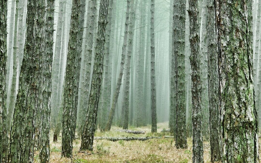 Epic Road Trips for Adventure Seekers: The Ultimate Guide