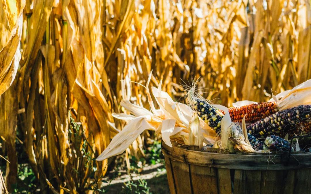 Culinary Odysseys for Fall Food Lovers: Embrace the Harvest Season