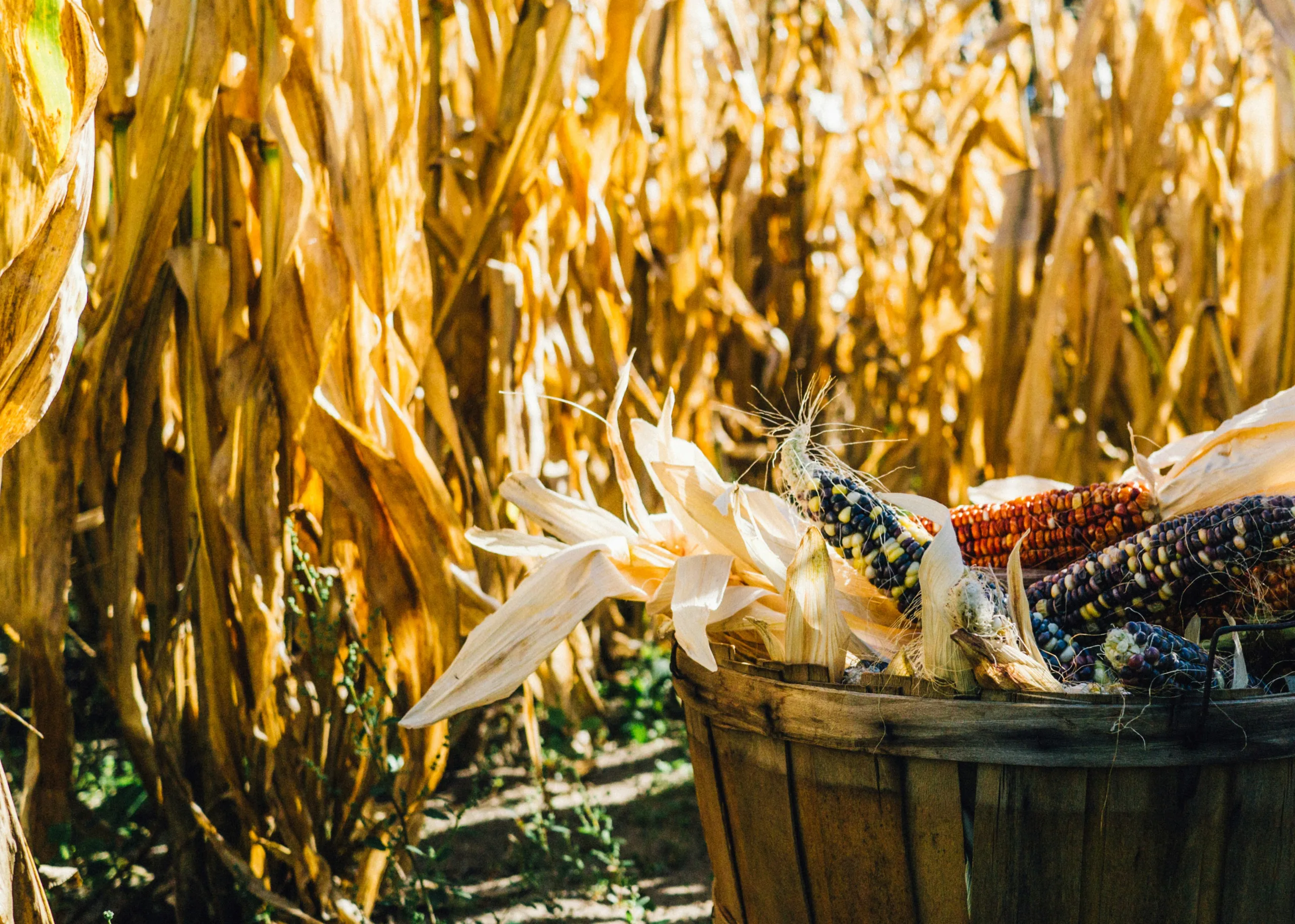 Culinary Odysseys for Fall Food Lovers: Embrace the Harvest Season Culinary Odysseys for Fall Food Lovers: Embrace the Harvest Season