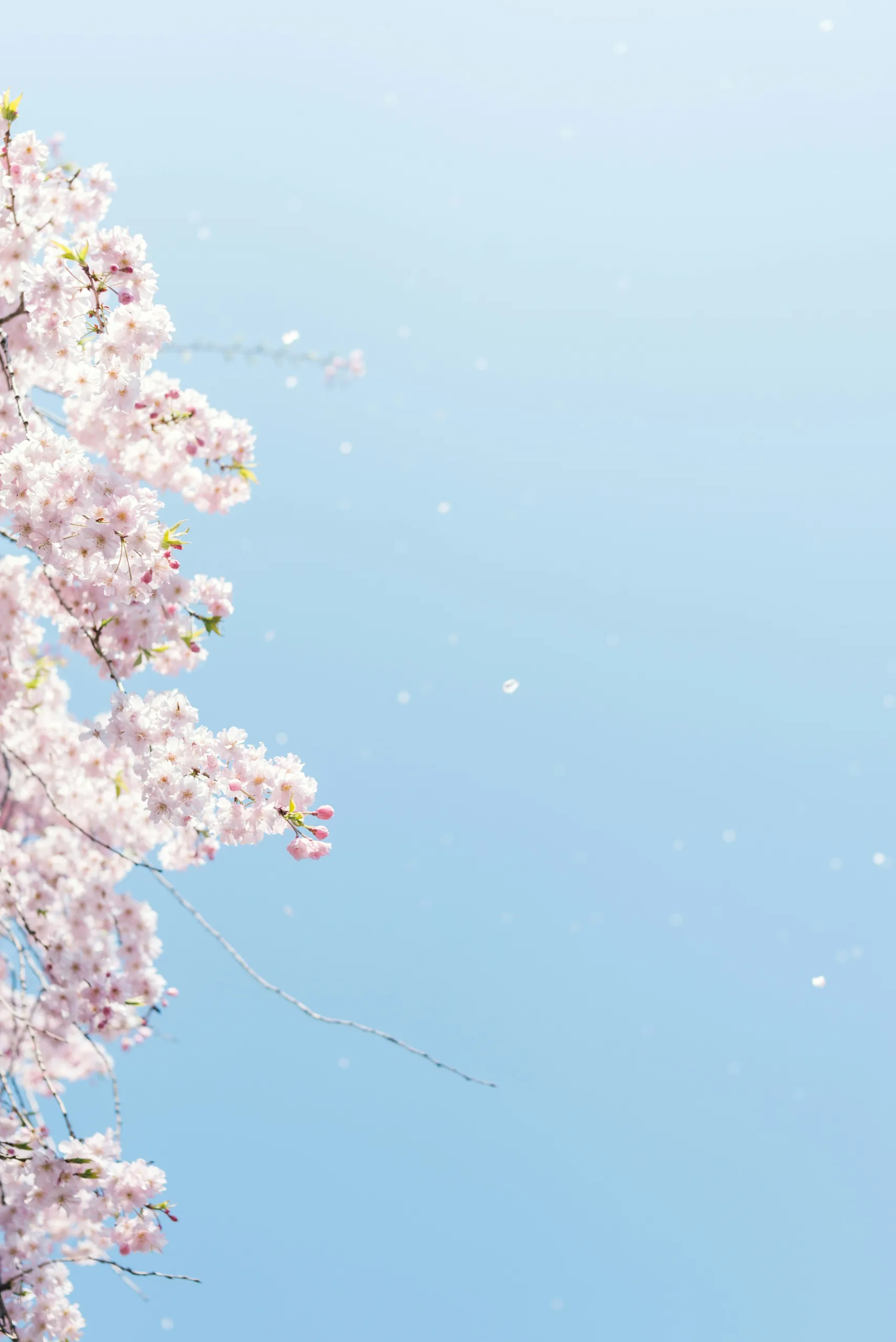 Explore the Beauty of Peak Spring Bloom Destinations