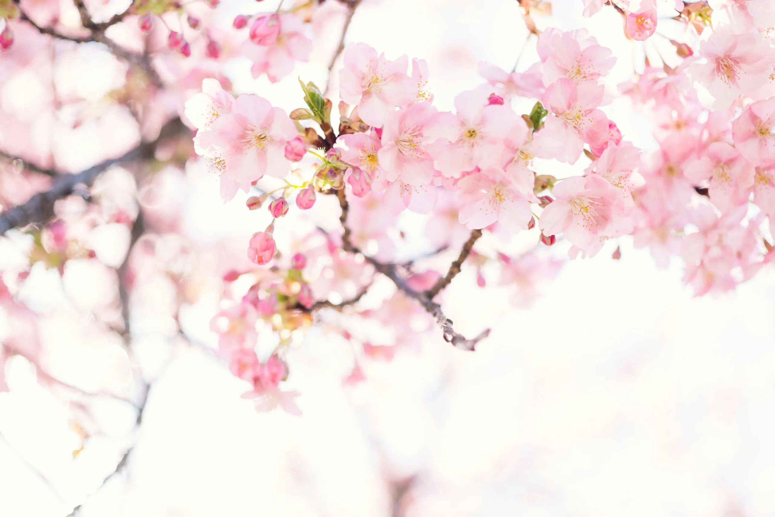 Explore the Beauty of Peak Spring Bloom Destinations