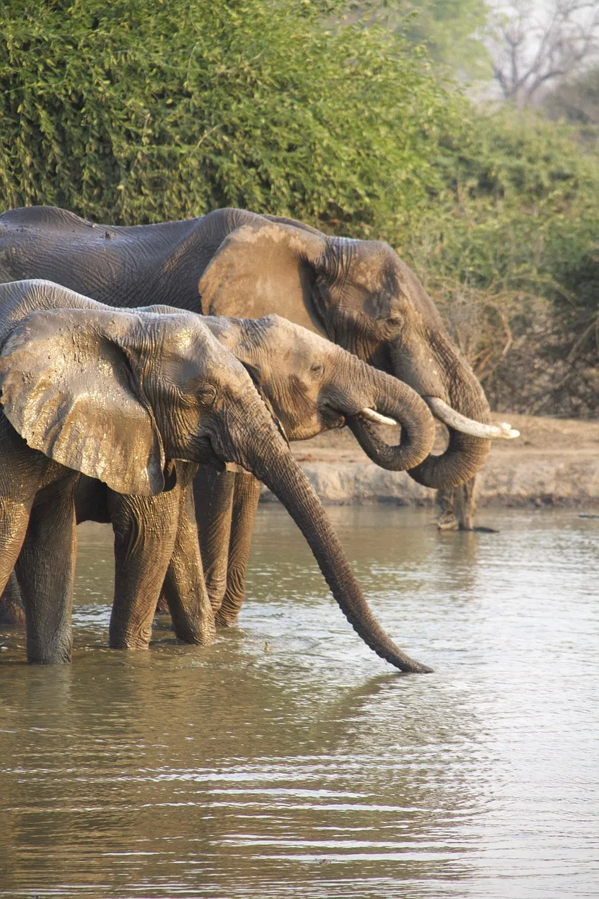 Family Safari Adventures: Embracing a New Travel Trend Family Safari Adventures: Embracing a New Travel Trend
