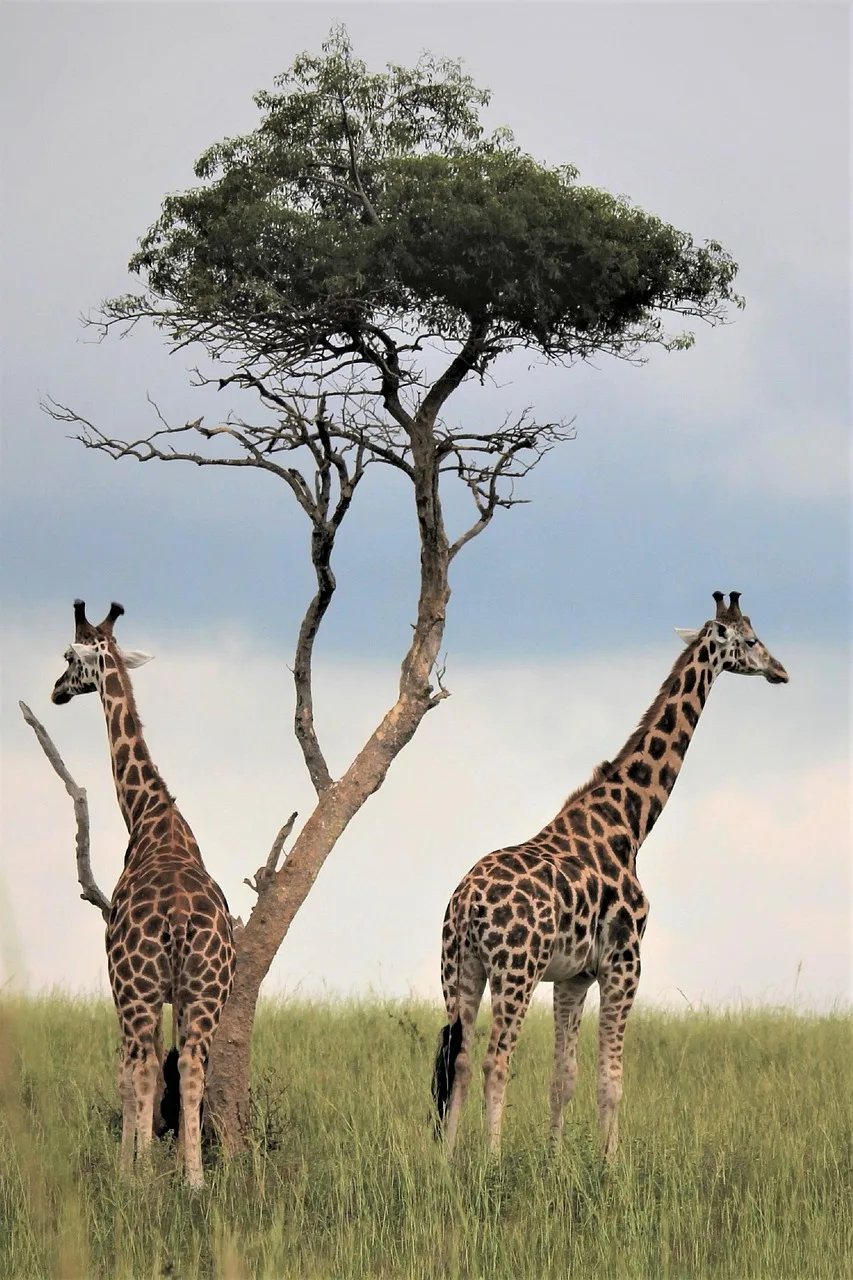Family Safari Adventures: Embracing a New Travel Trend Family Safari Adventures: Embracing a New Travel Trend