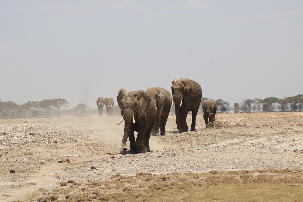 Family Safari Adventures: Embracing a New Travel Trend Family Safari Adventures: Embracing a New Travel Trend