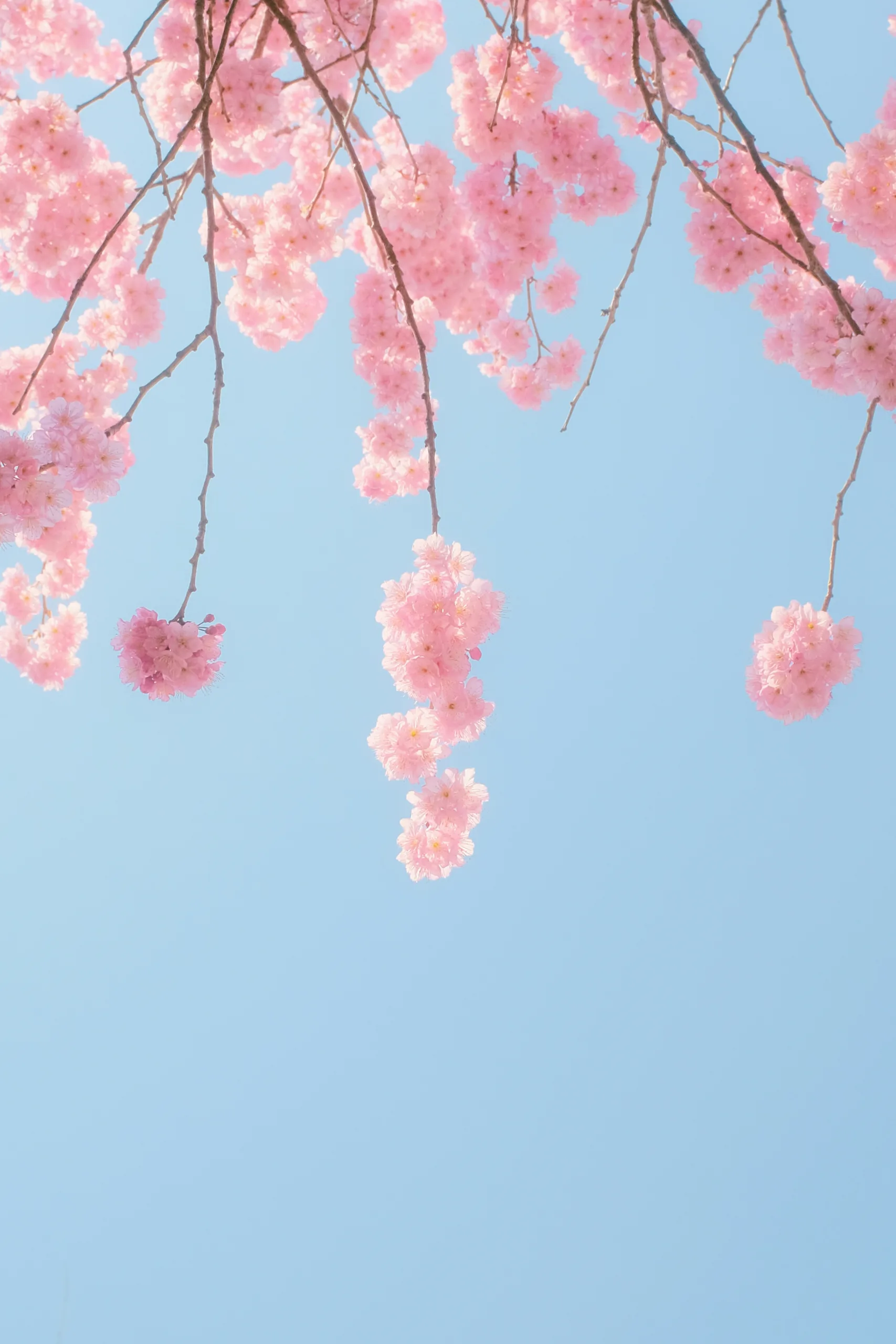Hidden Spring Destinations: Small Town Walks Among Blossoms Hidden Spring Destinations: Small Town Walks Among Blossoms