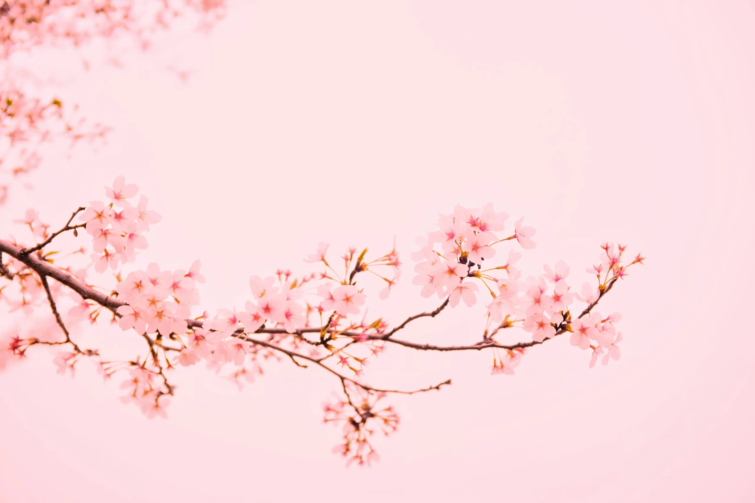 Hidden Spring Destinations: Small Town Walks Among Blossoms Hidden Spring Destinations: Small Town Walks Among Blossoms
