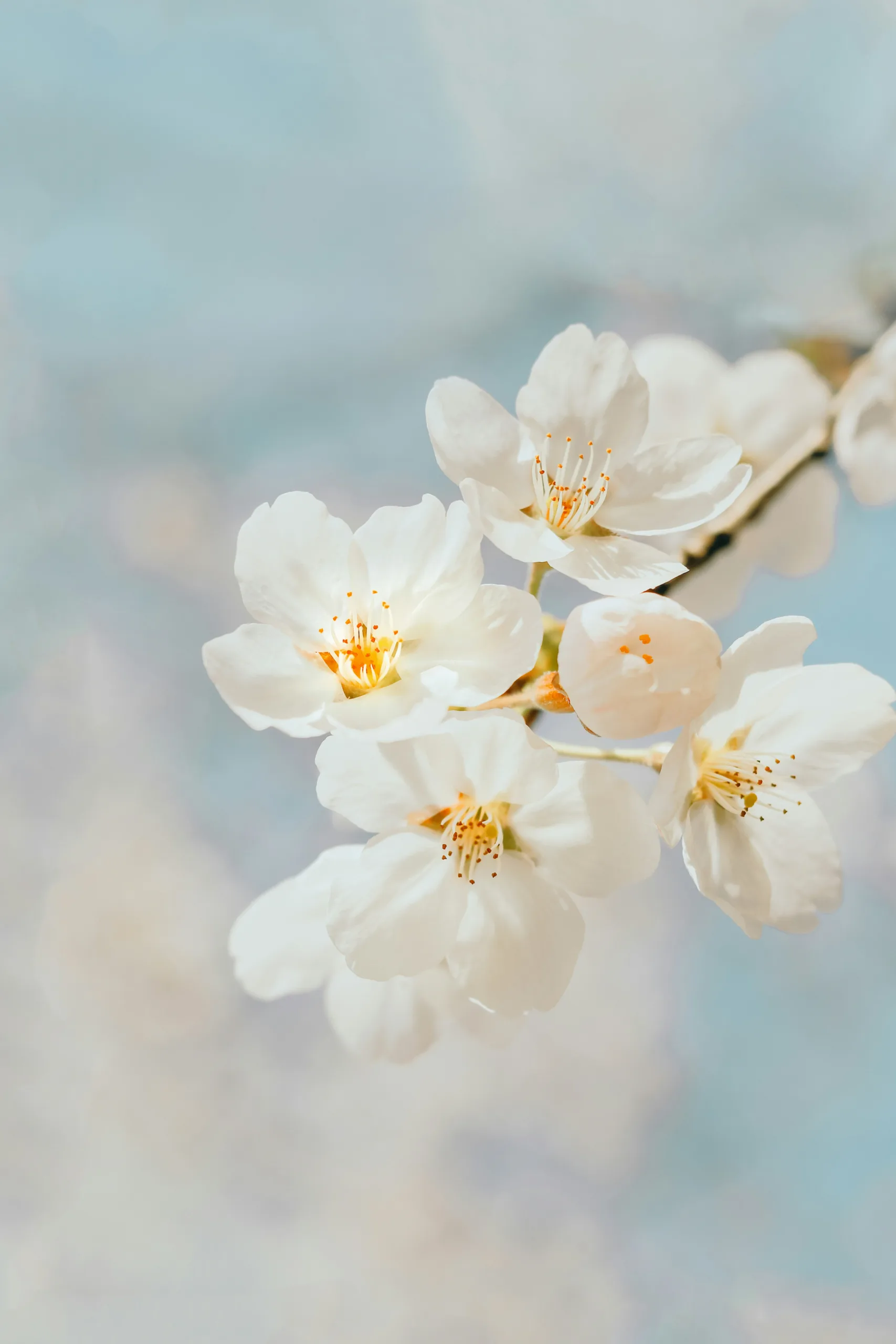 Hidden Spring Destinations: Small Town Walks Among Blossoms Hidden Spring Destinations: Small Town Walks Among Blossoms