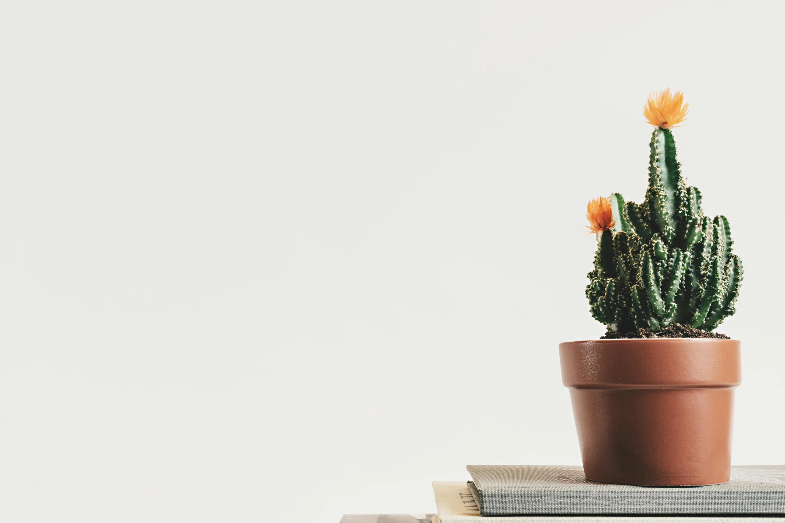 The Rise of Minimalist Travel: Embracing the Art of Packing Light The Rise of Minimalist Travel: Embracing the Art of Packing Light