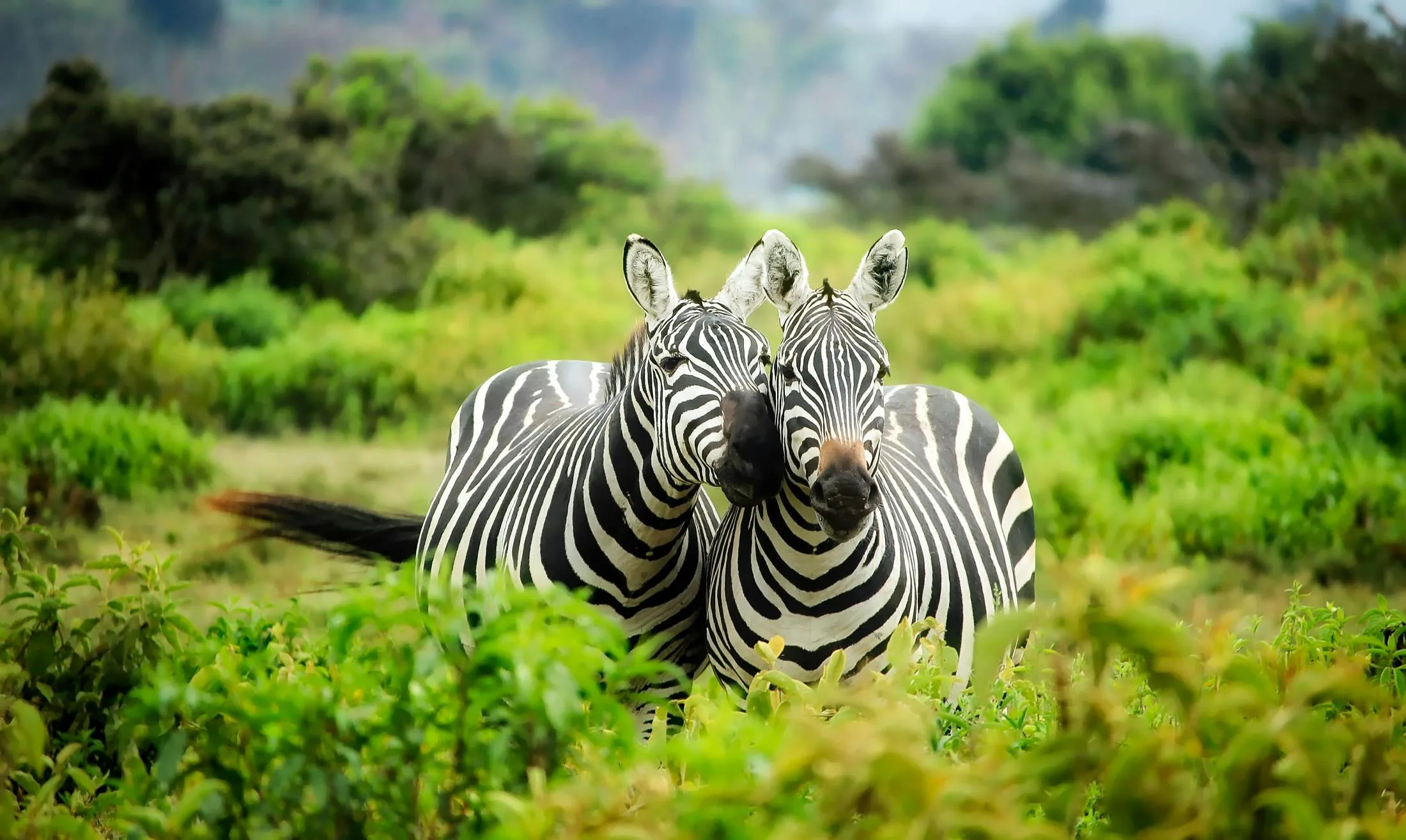 Unforgettable Wildlife Encounters Around the World Unforgettable Wildlife Encounters Around the World