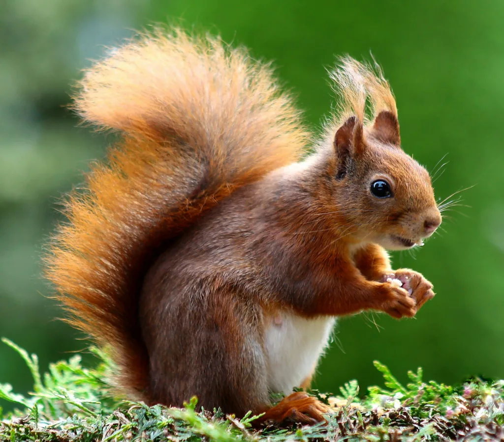 How Netflix and Apple Absorbed the Natural History Pivot