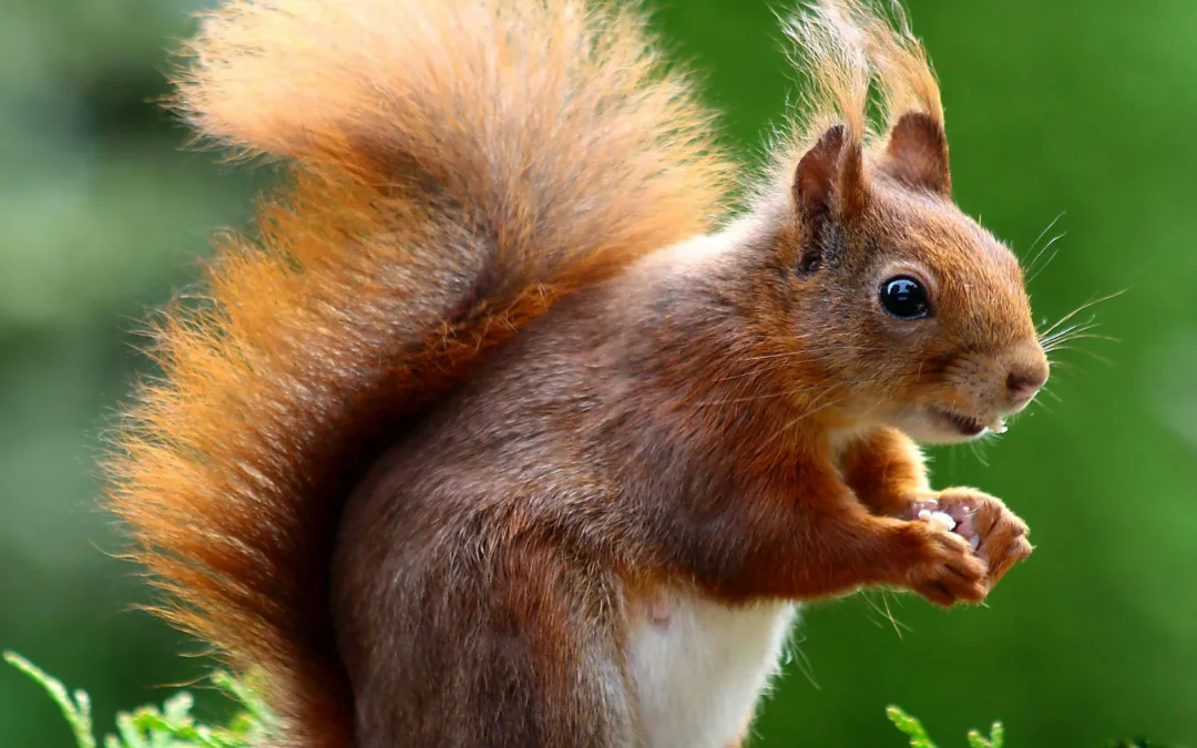 Unforgettable Wildlife Encounters Around the World
