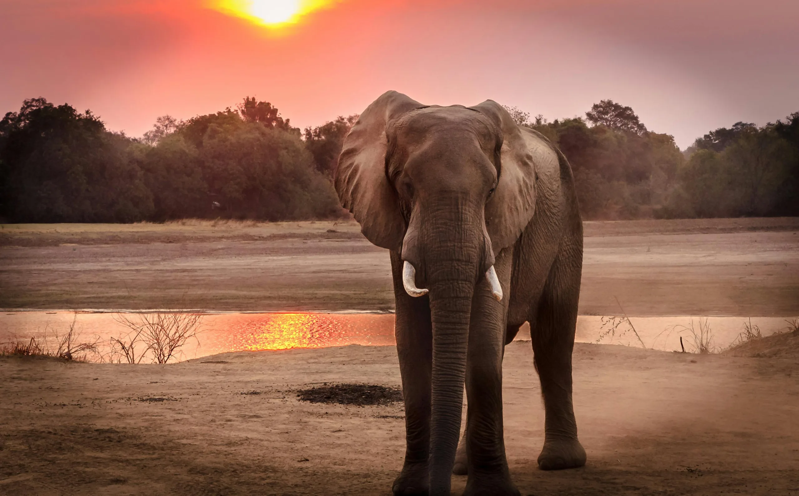 Unforgettable Wildlife Encounters Around the World Unforgettable Wildlife Encounters Around the World