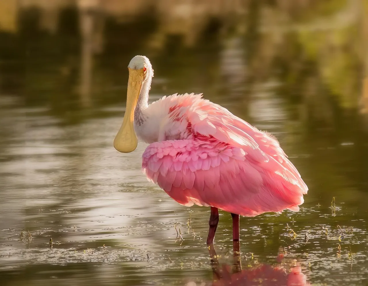 Unforgettable Wildlife Encounters During Your Travels Unforgettable Wildlife Encounters During Your Travels