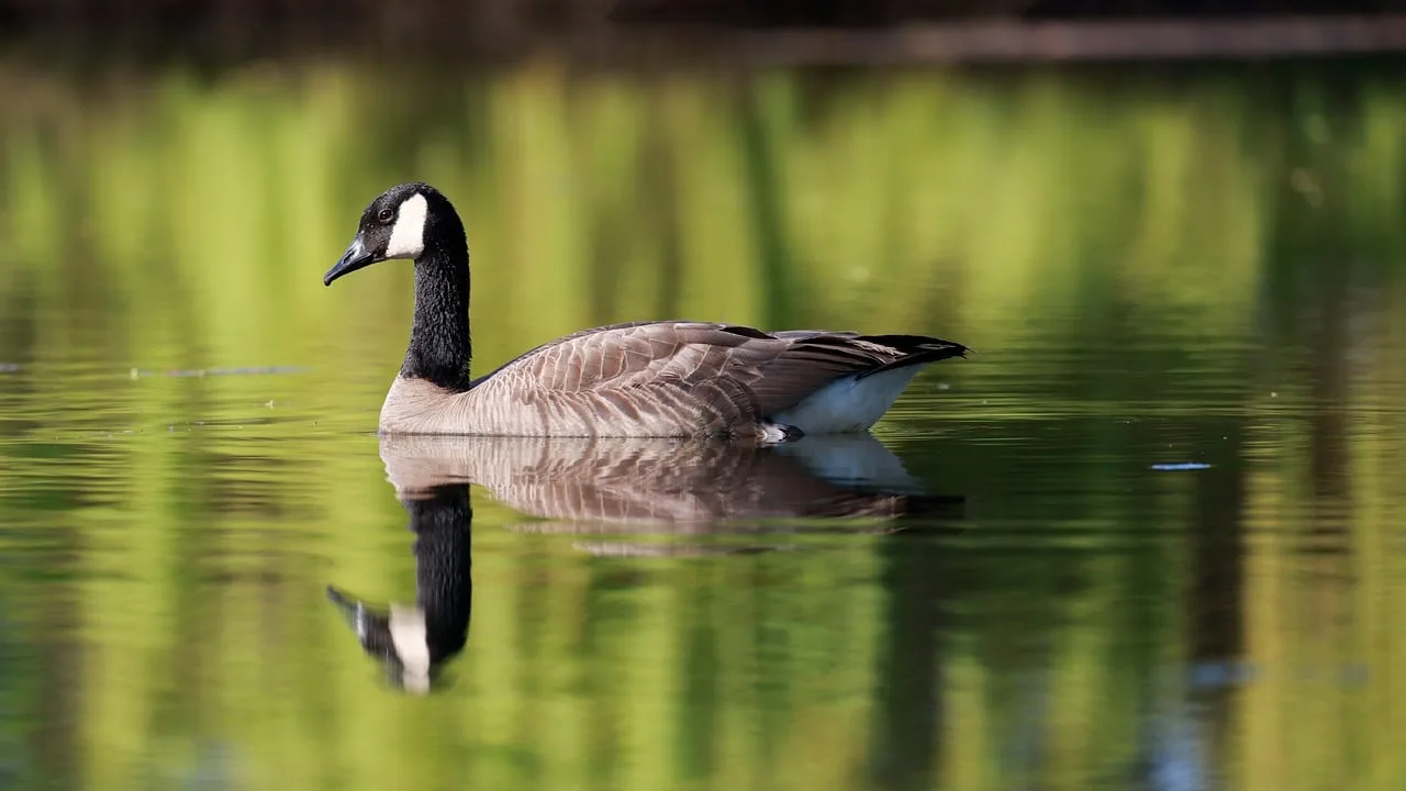 Unforgettable Wildlife Encounters During Your Travels Unforgettable Wildlife Encounters During Your Travels