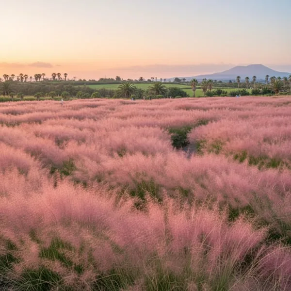 2025 Jeju Island Pink Muhly Travel Guide with Hidden Photo Spots
