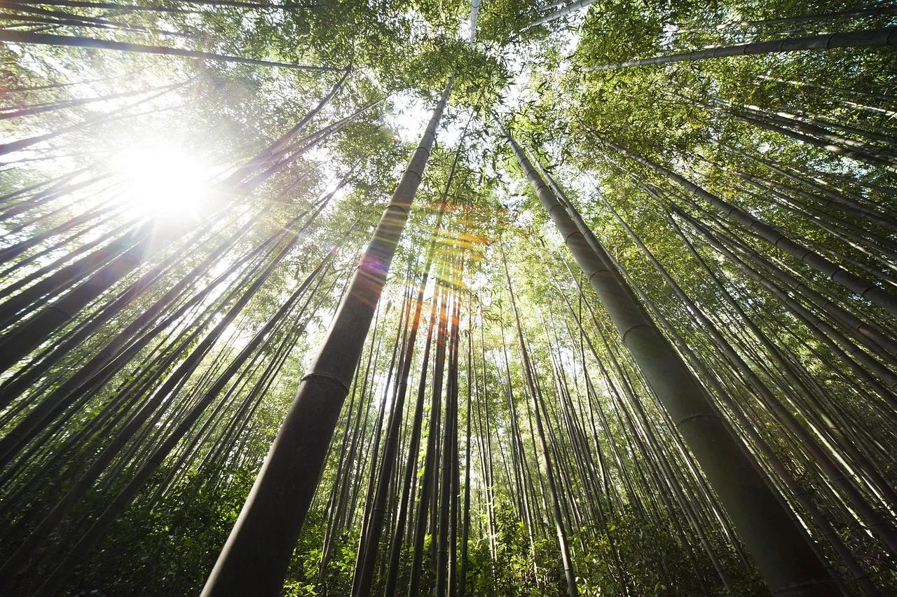 Damyang Bamboo Forest: Nature's Cathedral of Tranquility