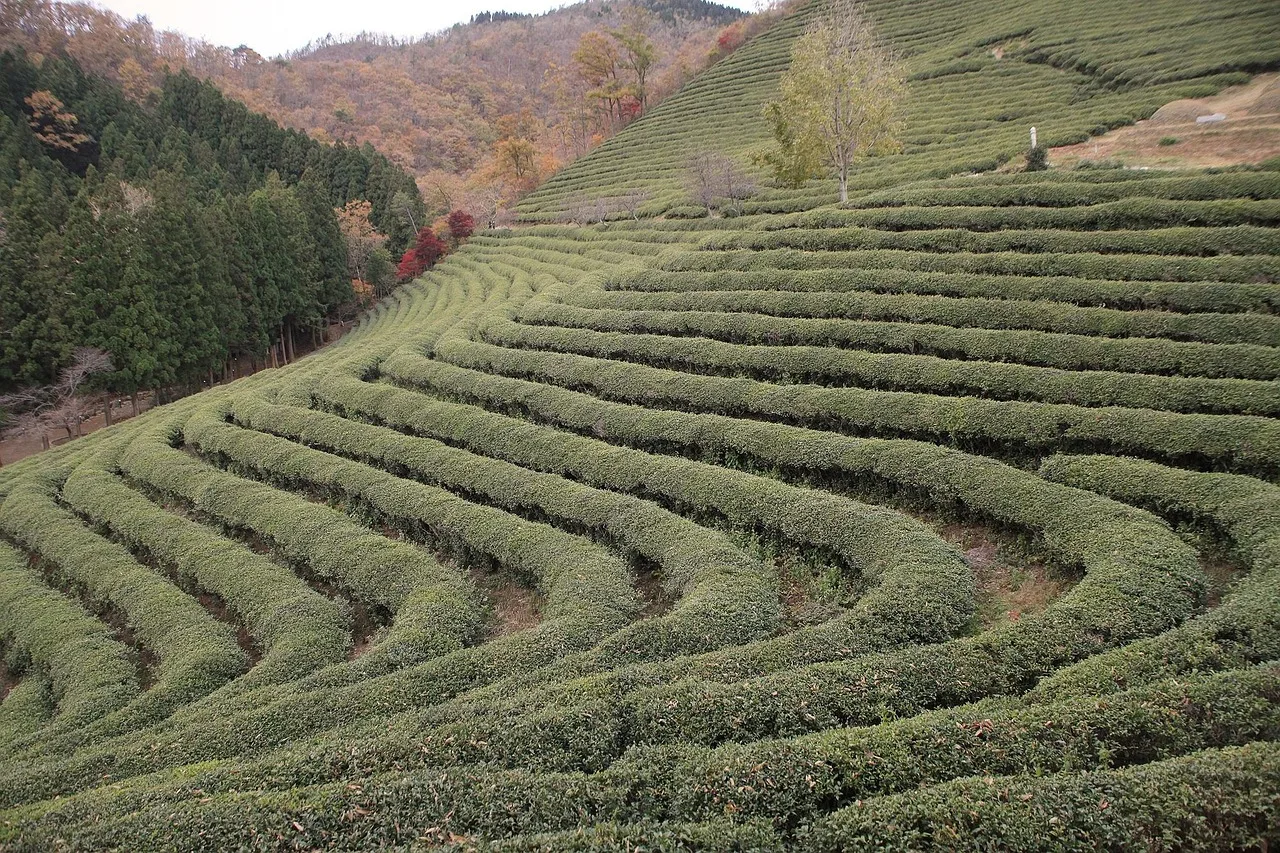 Boseong Tea Fields: Green Waves of Serenity