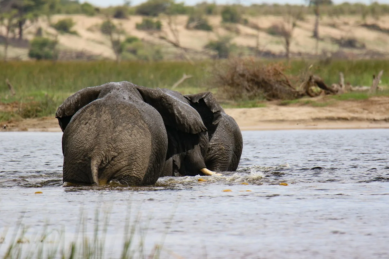 Botswana's Okavango Delta: Water-Based Wildlife Lodging